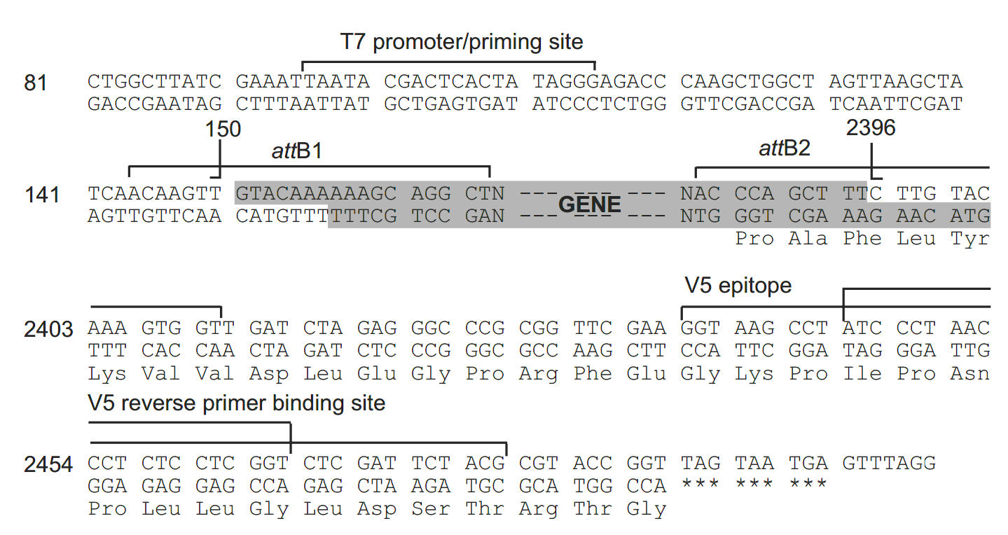 pcDNA6.2-V5-PL-DEST 多克隆位点
